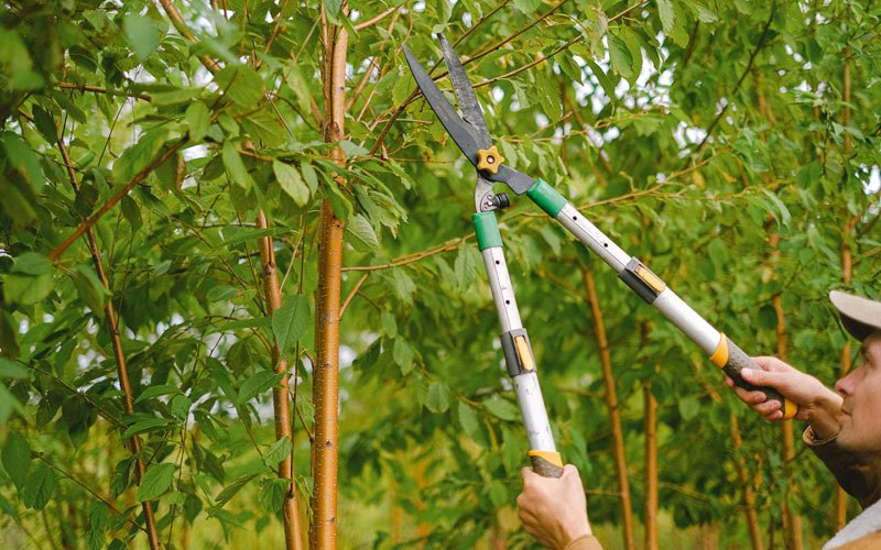 Tree trimming in Dieterich, IL